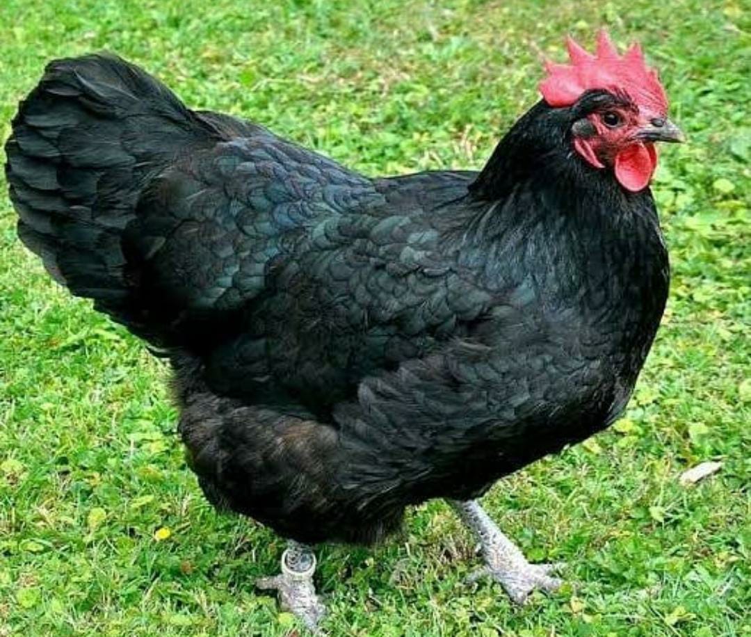 Çatal Tavukçuluk Çekmeköy Toptan Parekende Tavuk Satışı