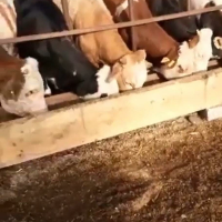 Özyuntdağlı Hayvancılık Kurbanlık Besi Çiftliği Şehzadeler Kurbanlık Adaklık Hayvan Alım Satım